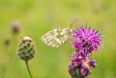 Foto: Werner Pietschmann Schachbrett (Melanargia galathea)